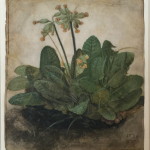 Durer, Tuft of Cowslips